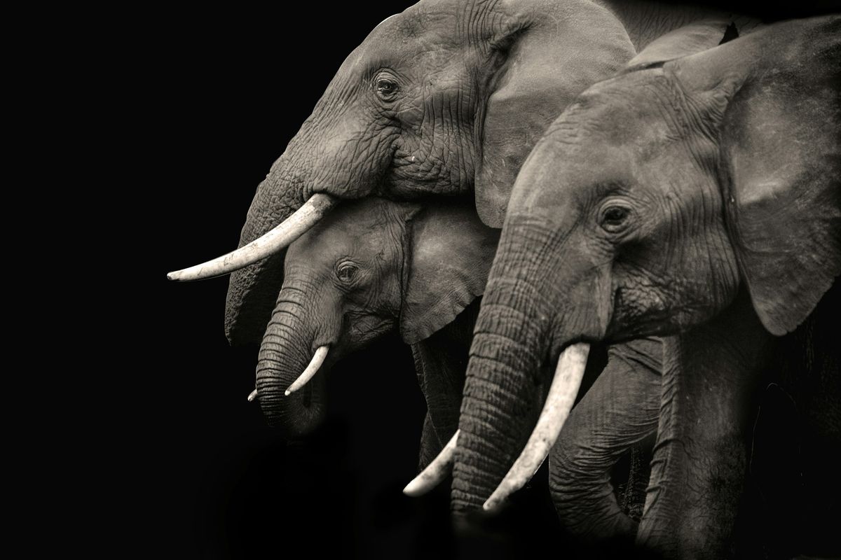 Elephants in black and white