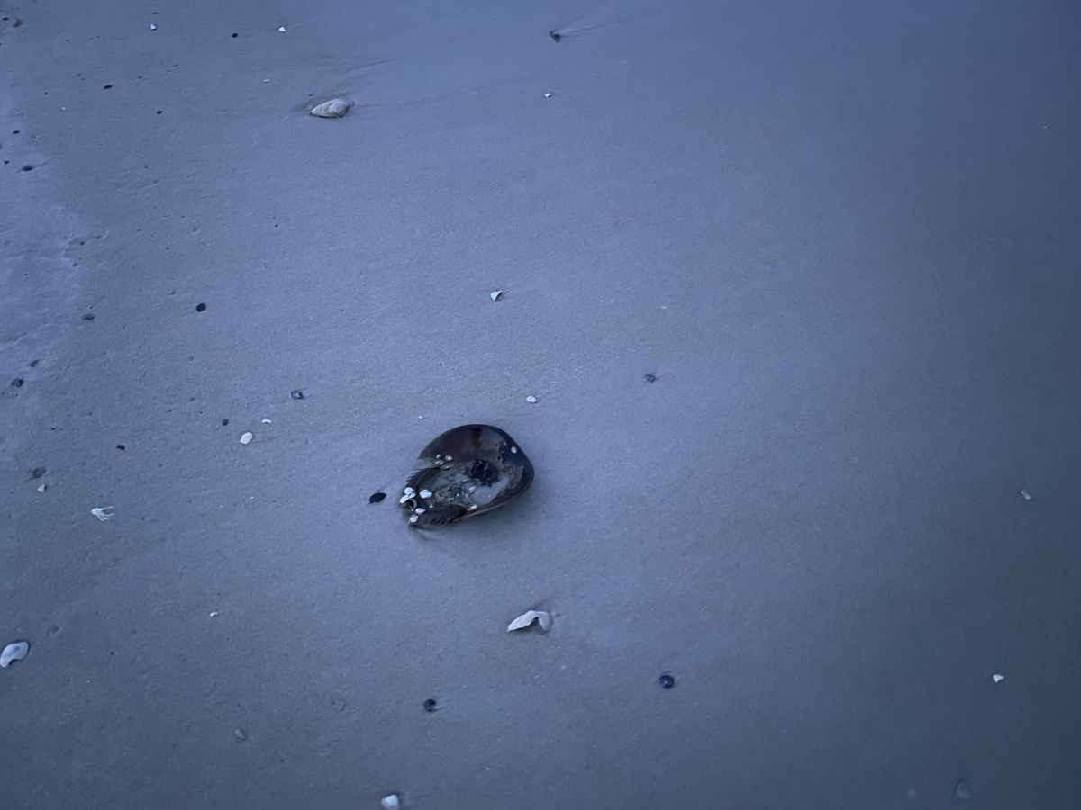LBI_HorseshoeCrab